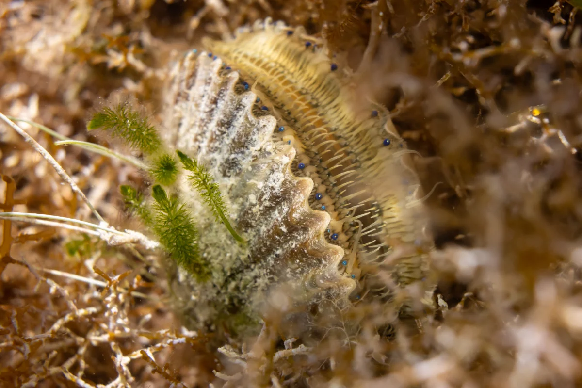 Marine life on a Florida reef