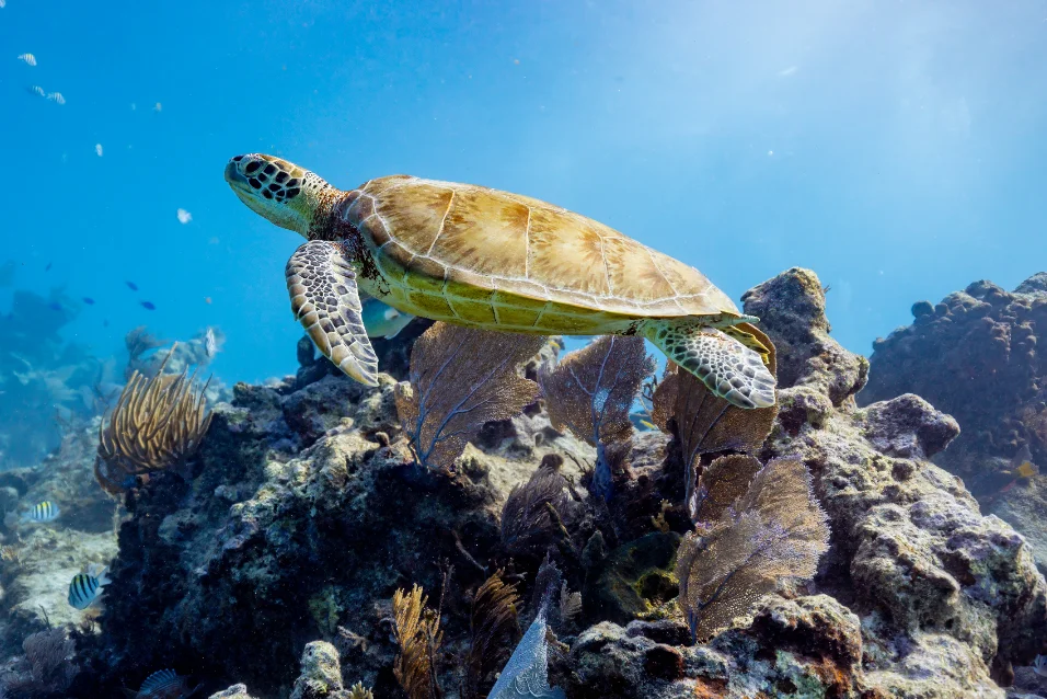 Underwater wildlife