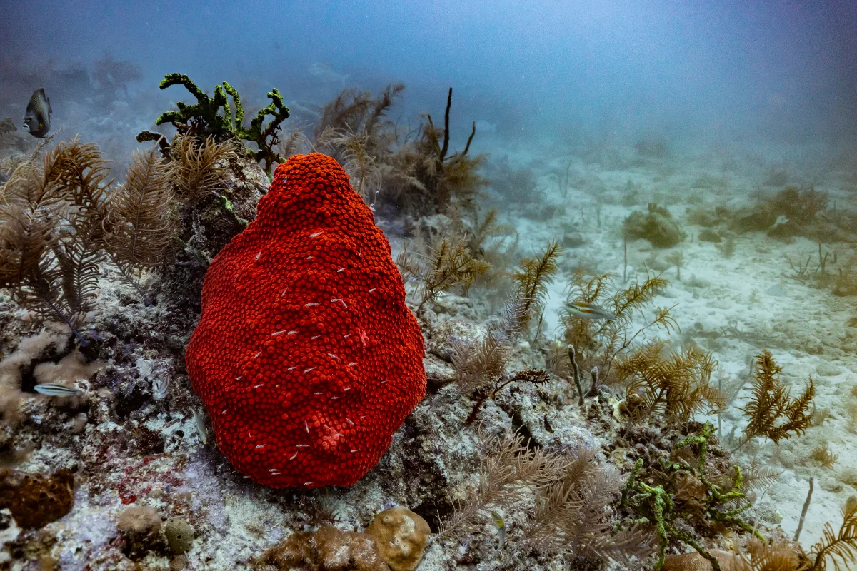 Reef and wreck diving photography