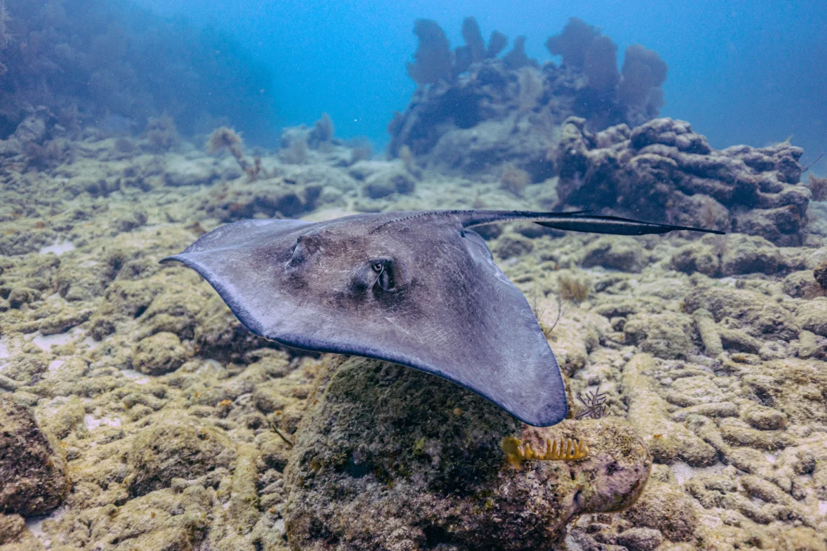 Florida underwater landscape